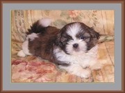 shi tzu puppy age 9 weeks