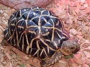 indian  star male tortoise