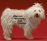 Allbreeds Dog Grooming and Training