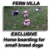 Fern Villa: Small Dog Home Boarding.