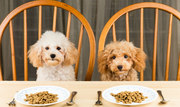 Discover The Deadly  Secret The Dog Food Industry