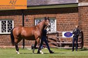 A Top Rated Bloodstock Services Provider