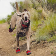 Buy dog running shoes for your puppy 