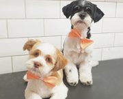 Transform Your Pup's Look with Dog Grooming Specialists in Warrington