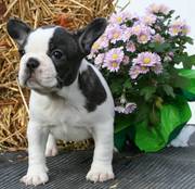 french bull dogs for sale 