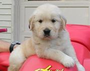  sweet Golden Retriever Puppies available for christm!!!